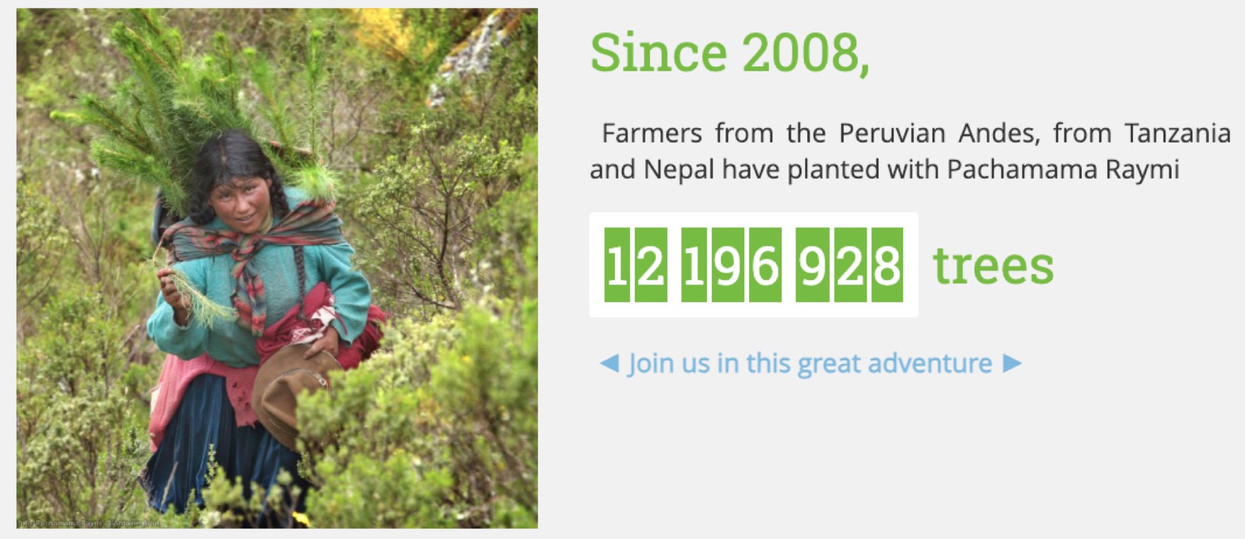 Clipping from the Pachamama Raymi website: trees planted since 2008